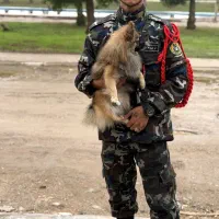 سگ پامر گم شده قهوه ای بوزش مشکیه