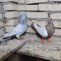 سینیی الماسی