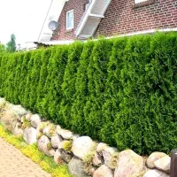 آبیاری ، سم پاشی ، کوددهی