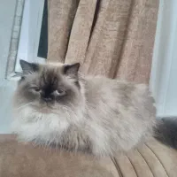 گربه.  هیمالیان