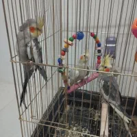 عروس هلندی
