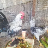 جوجه گلین خروس گلین و خروس نژاد دار جوجه اردک