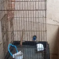 قفس پرنده
