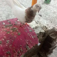 کبوتر