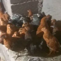 جوجه محلی گلپایگانی