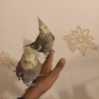 دوعددعروس هلندی آماده سخنگو کردن جفت نر