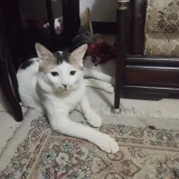 واگذاری رایگان گربه کاملاخونگی