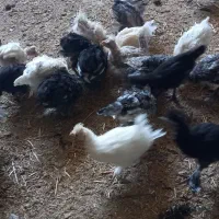 خروس ونیمه خروس وجوجه