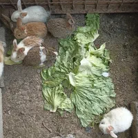 فروش خرگوش خانگی