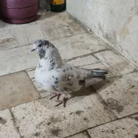 نر قلمکار