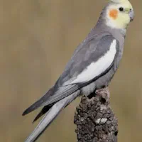 عروس هلندی