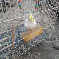 یک عددعروس نربشرط تخم جوجه