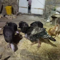 بوقلمون