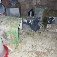 گم شده مایه پلنگ