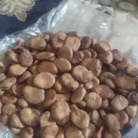 بذر باقله