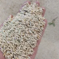 جوایرانی درجه یک