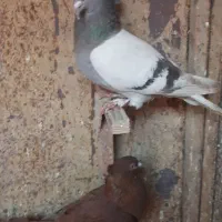 ماده پلاکی بهبهانی