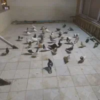 کفتربوم رنگه