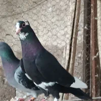 پلنگ کلایی ماده