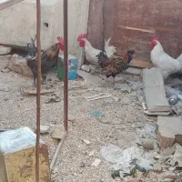 خروس محلی