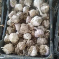 سیر محلی ارگانیک