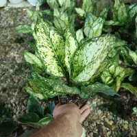 گیاه آگلونما برفی