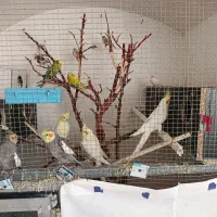 عروس هلندی مرغ عشق فنچ