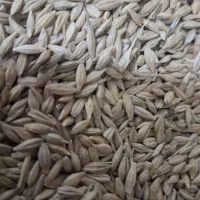 جوبذری شش ردیف