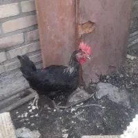 مرغ و خروس