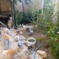 دسته کبوتر خوب جفت 1100