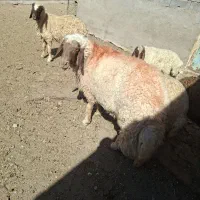 قوچ سنجابی