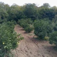 فروش یک قطعه خونه باغ