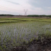 آبیاری شالی برای چند روز محدود قره سو