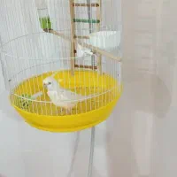 طوطی عروس نر