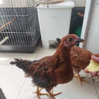 نیمچه مرغ و خروس