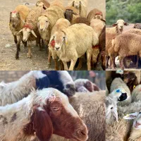 برای عروسی تولد نوزاد عقیقه