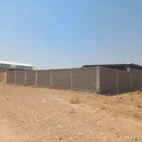 بز داشتی درجه یک