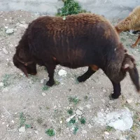 گوسفند نر قزل افشار