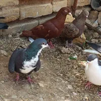 کبوتر بهبهونی