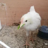 نیمچه خروس سفید سرحال