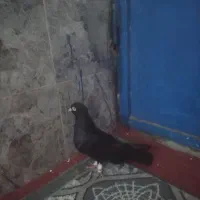 زاغ ابادانی