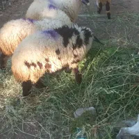 بره نر