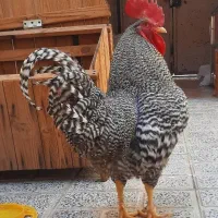 خروس آمروک امریکایی