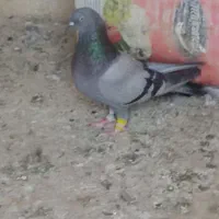 فروش کبوتر پر