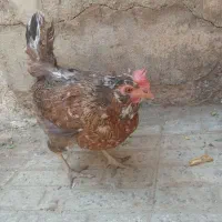 مرغ گلین شازند