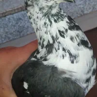 کبوتر