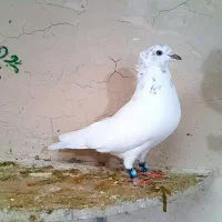 کفتر|پرنده|گلپایگان, |دیوار