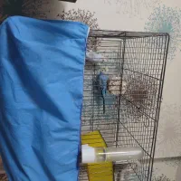 دو عدد مرغ عشق دستی نرو ماده
