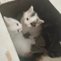 بچه گربه دونه ای پانصد
