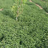 نعناع فلفلی